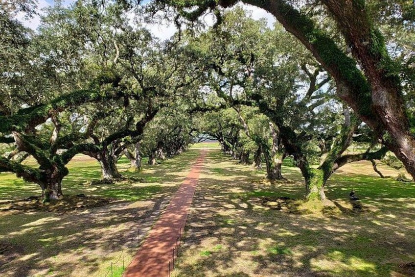 A pathway lined with large trees, a red brick path, and a grassy area. 1