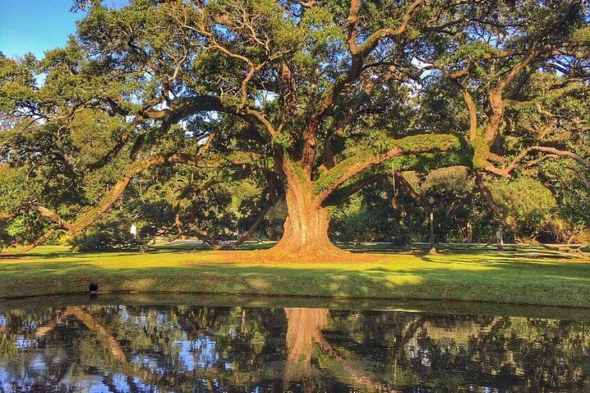 A large tree with a wide canopy reflecting in a calm body of water. 2