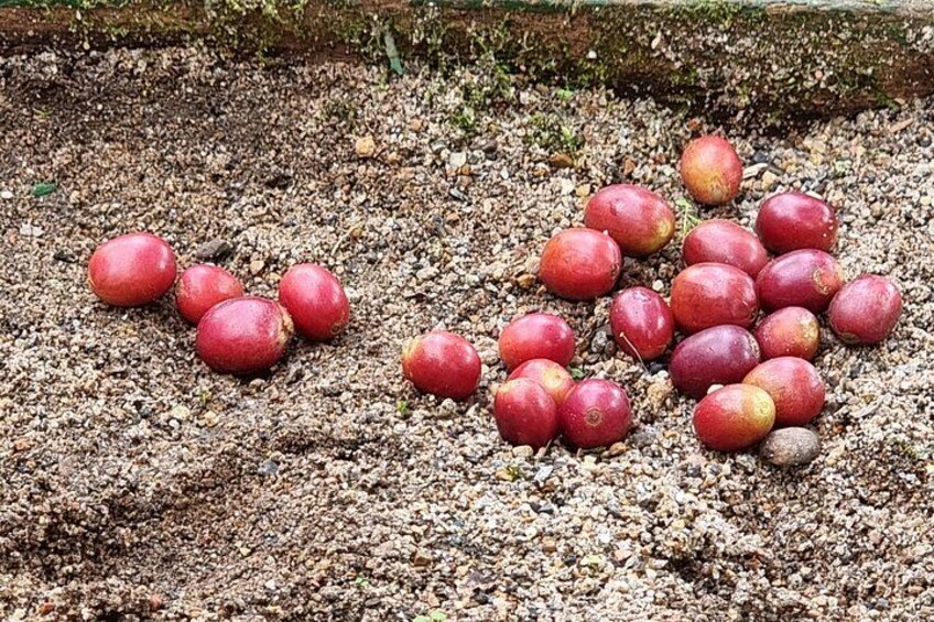 Exclusive Coffee Experience:Tour from Bogotá 2