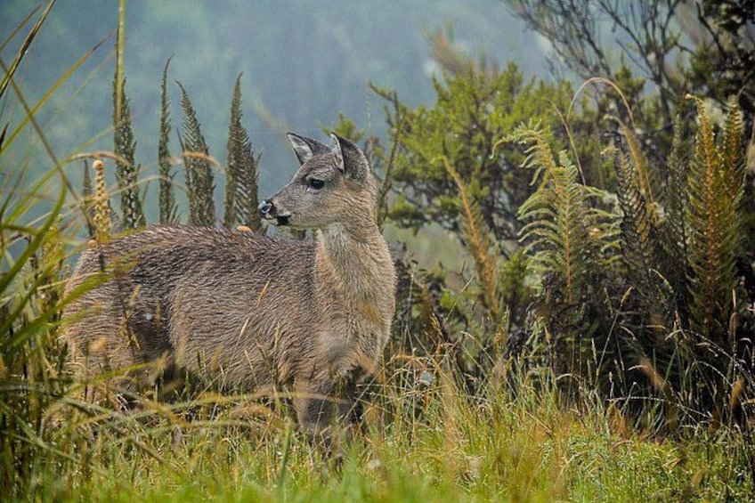 Chingaza National Park Day Tour from Bogotá: Explore Andean Wilderness 1