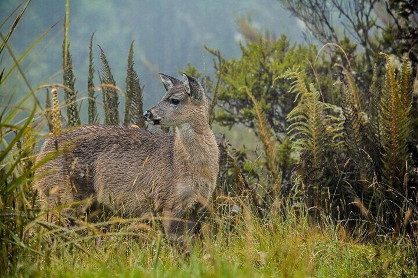 A deer in a grassy field with tall grasses and shrubs. 1