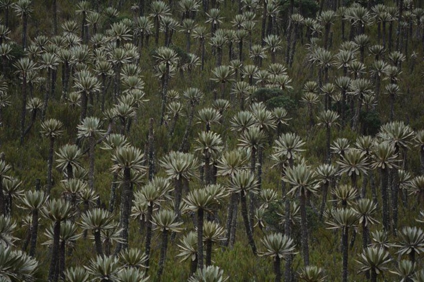 Chingaza National Park Day Tour from Bogotá: Explore Andean Wilderness 2