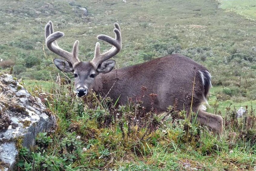 Chingaza National Park Day Tour from Bogotá: Explore Andean Wilderness 3