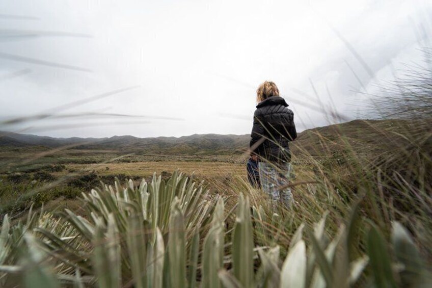 Chingaza National Park Day Tour from Bogotá: Andean Wilderness 5