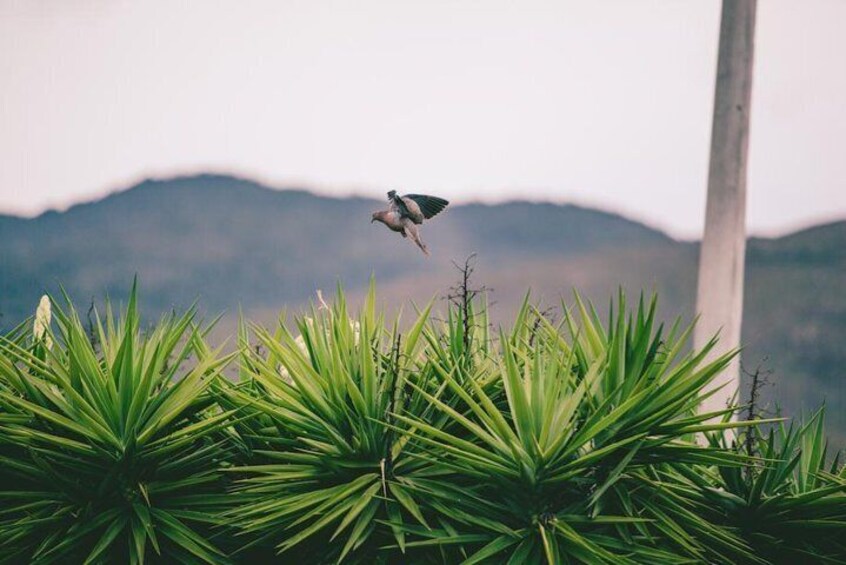 Nature around Villa de Leyva