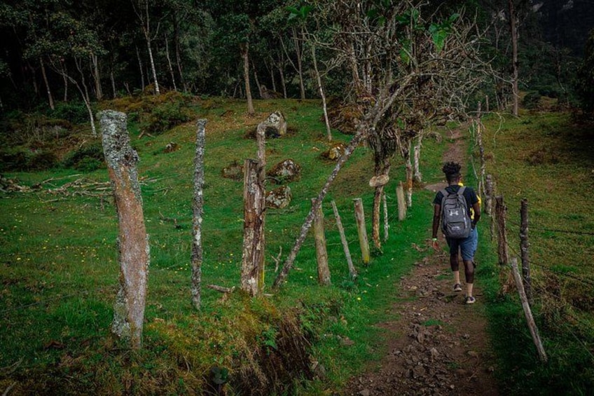 A hiker walking on a dirt path surrounded by trees and grass. 4