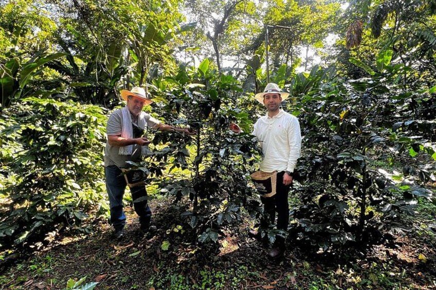 Coffee Farm Experience Day Tour 3