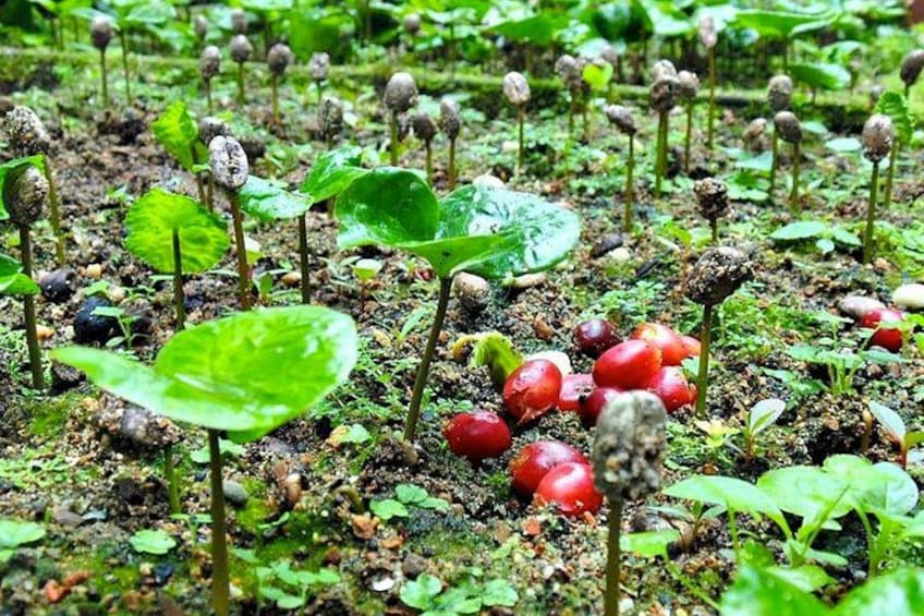 Coffee Farm Experience Day Tour 5