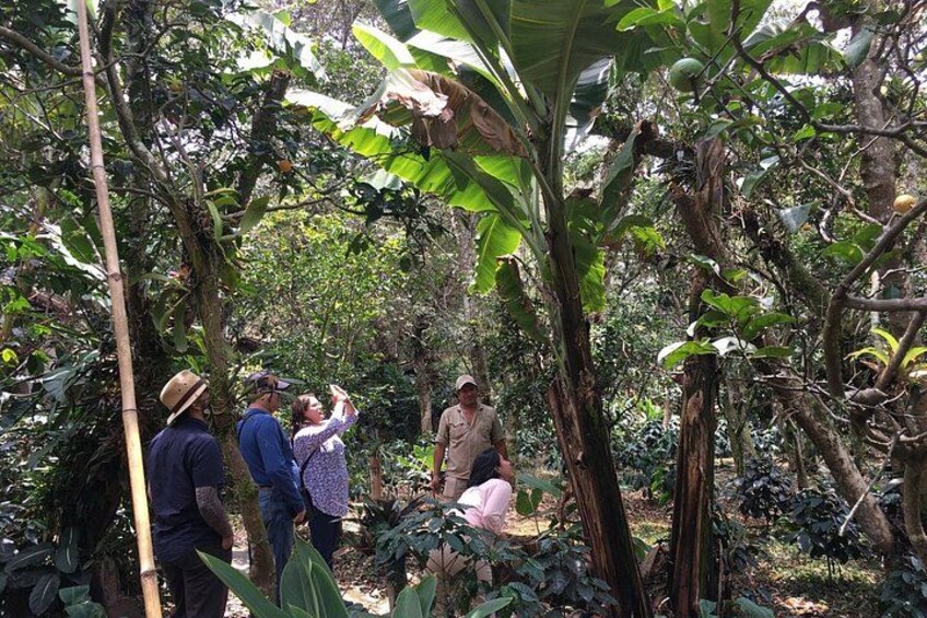 Coffee Farm Experience Day Tour 2