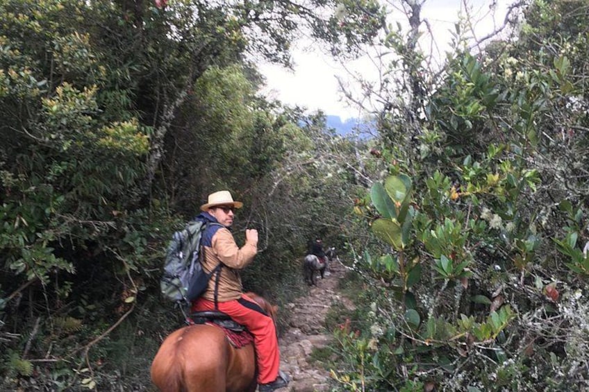 A person riding a horse on a narrow trail surrounded by dense vegetation. 3