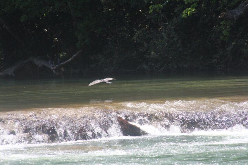 Mopan River Tubing 3
