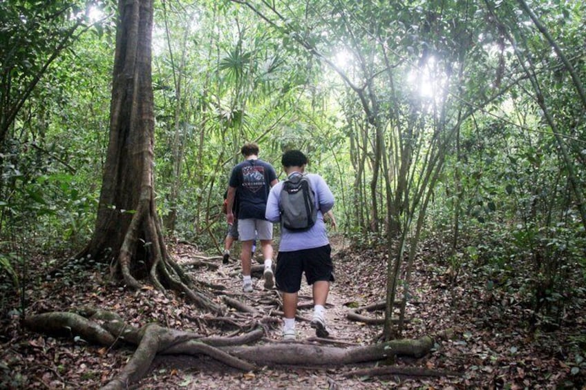 Two people hiking through a dense forest with a fallen tree in the middle of the path. 1