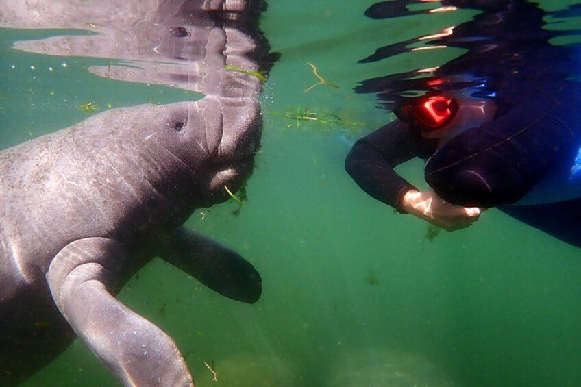 Hello Sea Cow! 3