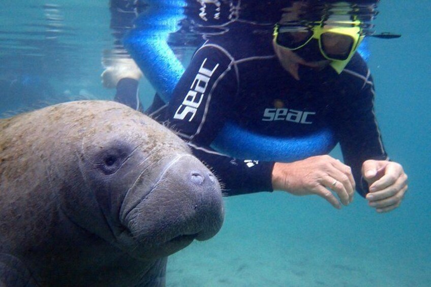 Manatee Photo Bomb! 1