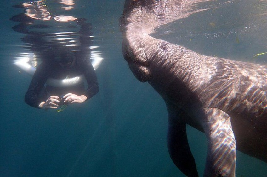 Meet a Manatee Today! 5