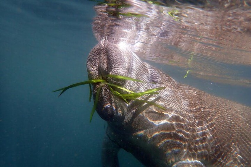 Manatee lunch! 2