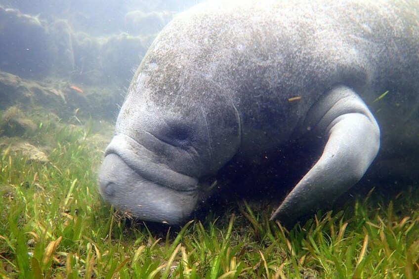 Sea grass breakfast! 3