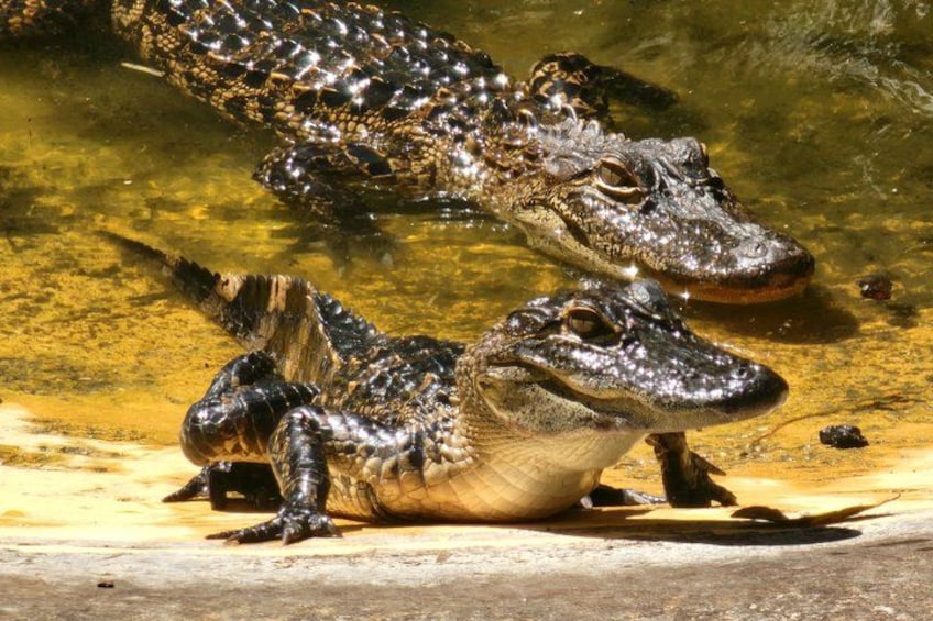 JUNGLE QUEEN, Sightseeing Cruise, BBQ Dinner, Show, & Wildlife 5