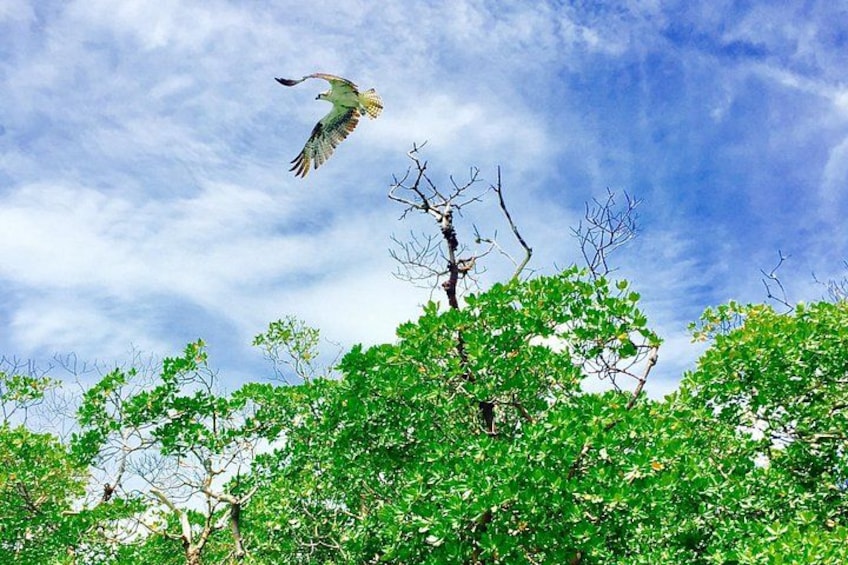 Un ave volando sobre un árbol con follaje verde. 4