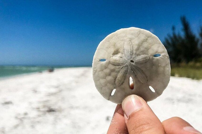 Una mano sostiene una concha marina con diseño de estrella de mar, una playa arenosa y el océano al fondo. 3
