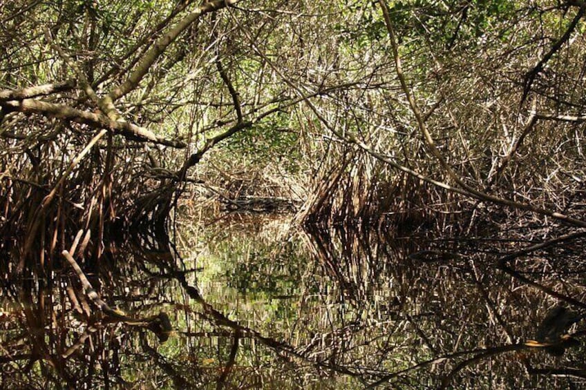 3 Hour Guided Mangrove Tunnel Kayak Eco Tour 2