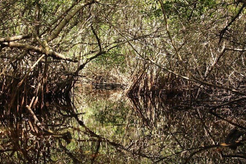 3 Hour Guided Mangrove Tunnel Kayak Eco Tour