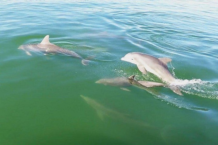 Dolphin Cruise 2