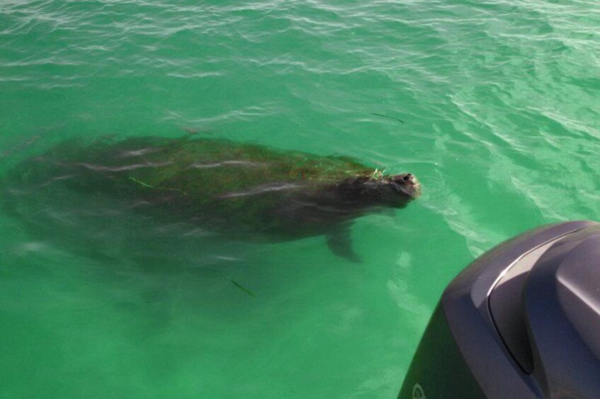 Shell Key & Dolphins - Semi-Private Tours 3