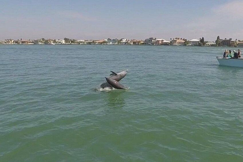 Shell Key & Dolphins - Semi-Private Tours 4