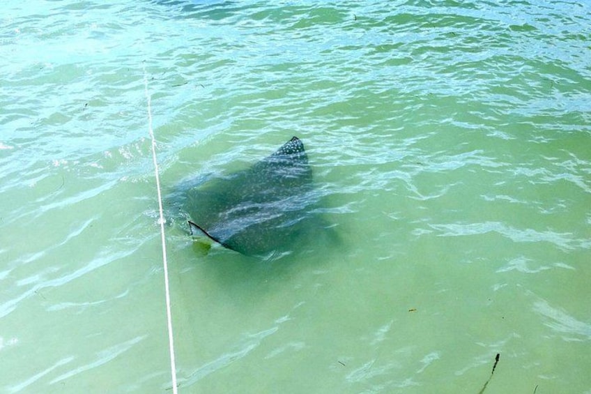 Shell Key & Dolphins - Semi-Private Tours 2