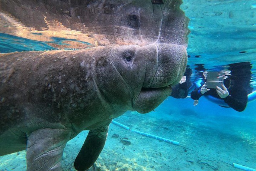 Guided Small Group Manatee Snorkeling Tour with In-Water Photographer 1