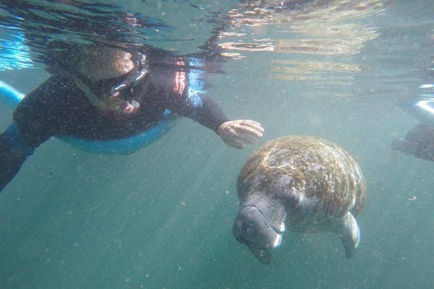 Manatees are the curious type! 2