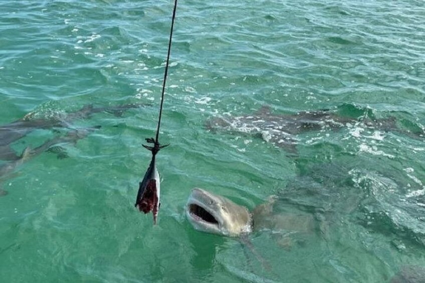 Un tiburón nadando en agua cristalina con un anzuelo. 2
