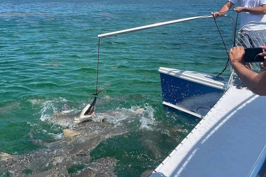 En båd med fiskestang, en person holder en fisk, og en haj i vandet. 5