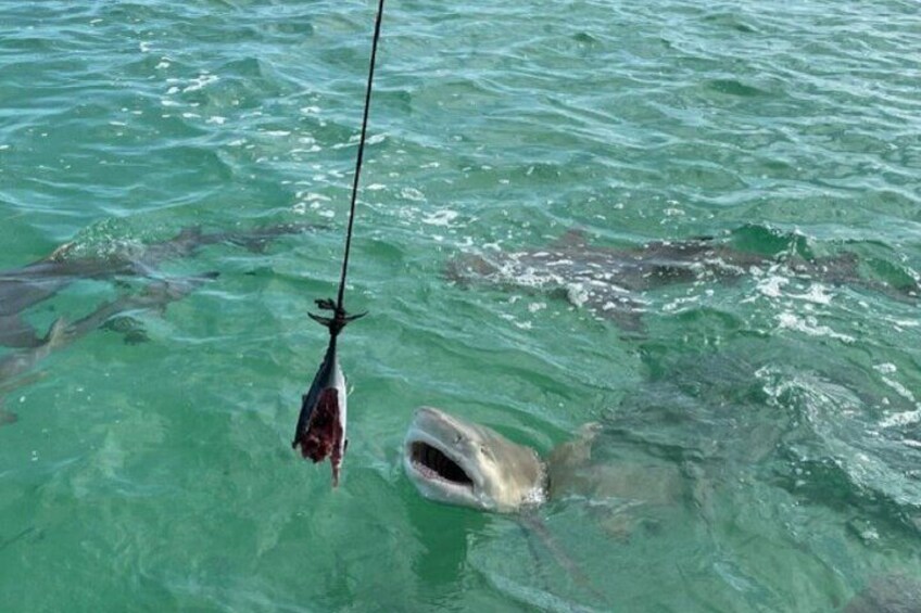 A fishing rod with a fish in the water and a shark nearby. 3