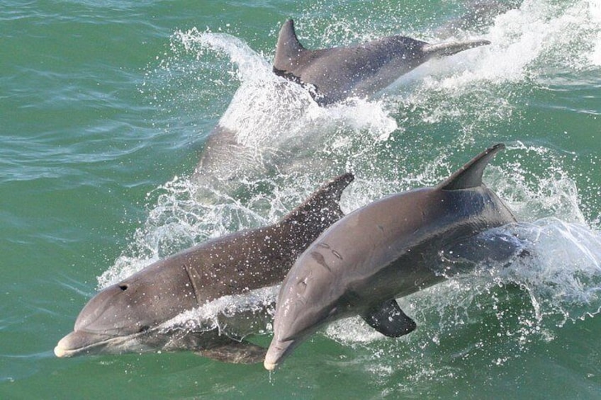 Guaranteed Dolphin Sighting Tour on Tropics Boat Tours 3