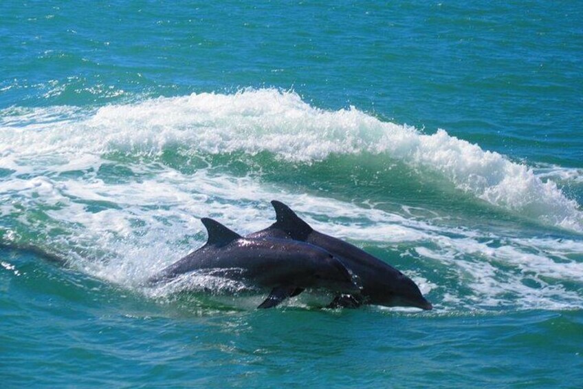 Guaranteed Dolphin Sighting Tour on Tropics Boat Tours 2