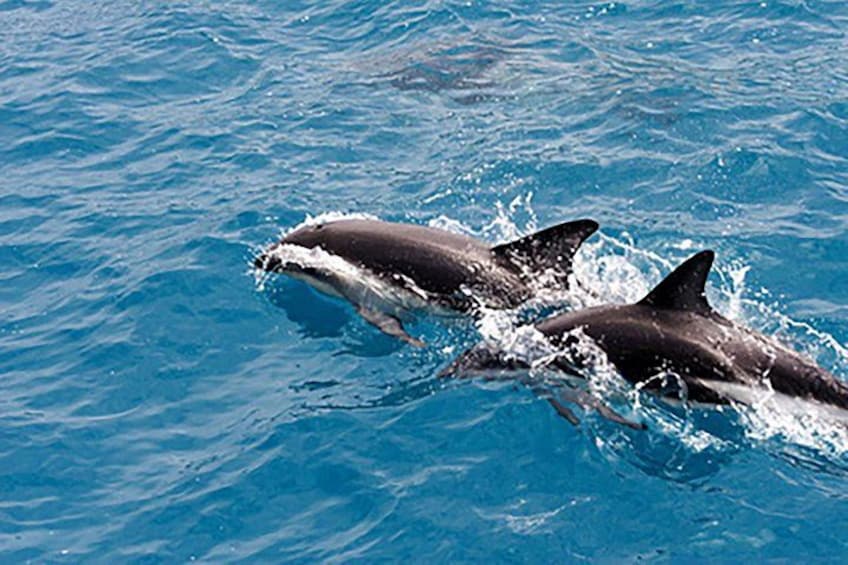 Twee haaien zwemmen in de oceaan. 4