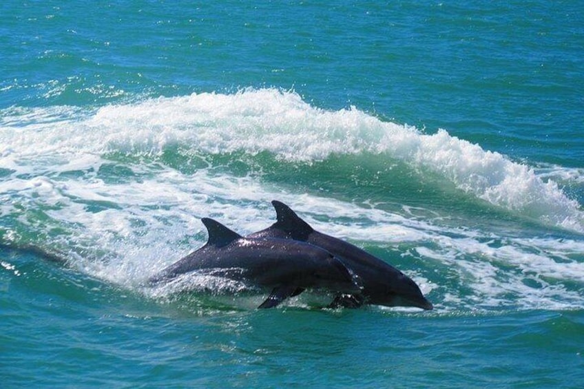 Guaranteed Dolphin Sighting Tour on Tropics Boat Tours 2