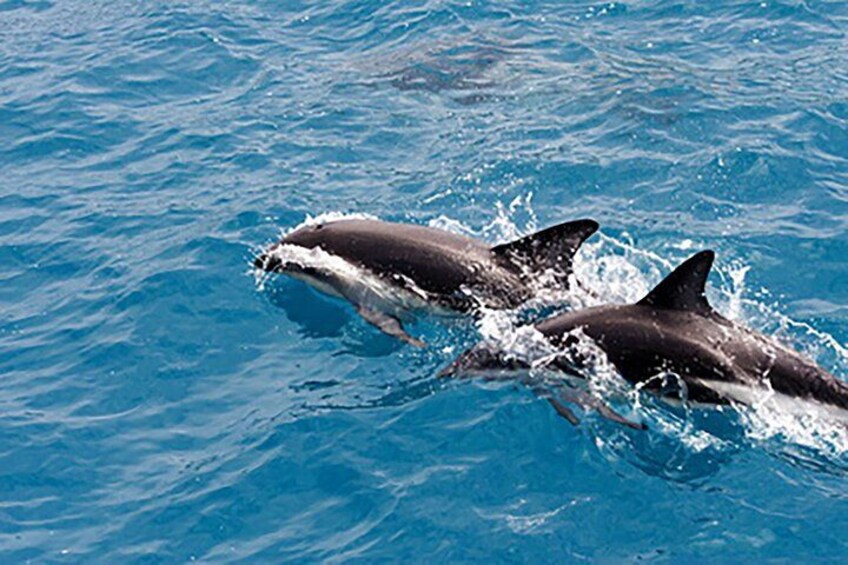 Guaranteed Dolphin Sighting Tour on Tropics Boat Tours 5