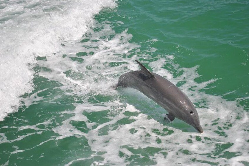 Guaranteed Dolphin Sighting Tour on Tropics Boat Tours 4