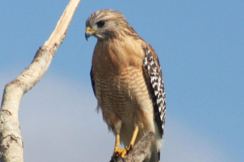 Red-shouldered Hawk 4