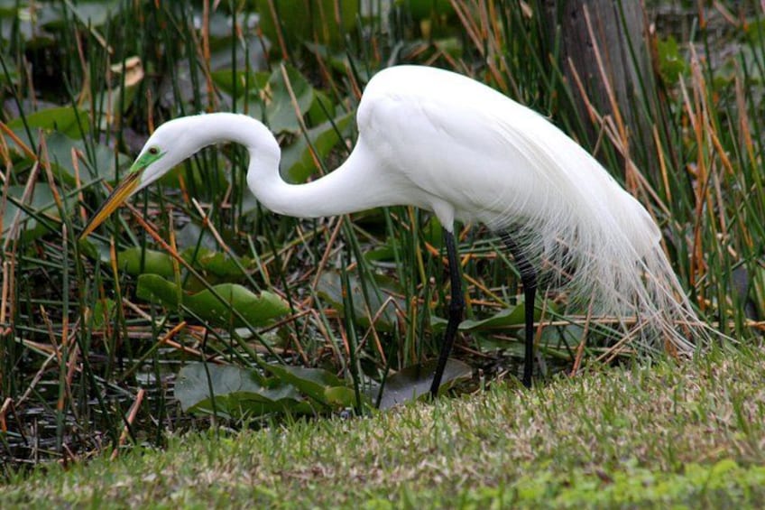 Great Egret 3
