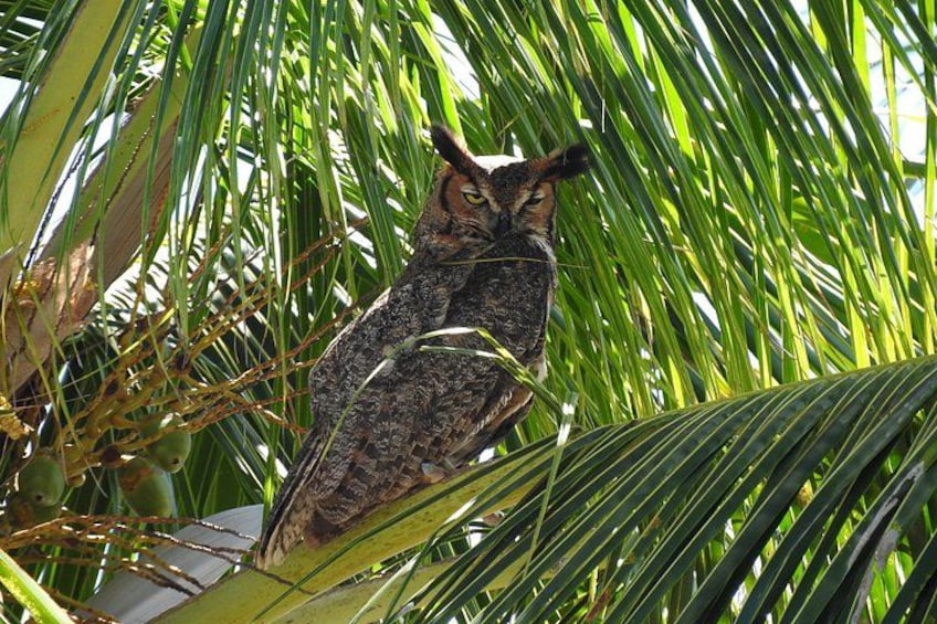 Great Horned Owl 2
