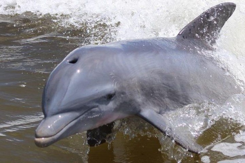 Atlantic Bottle-nosed Dolphin 5