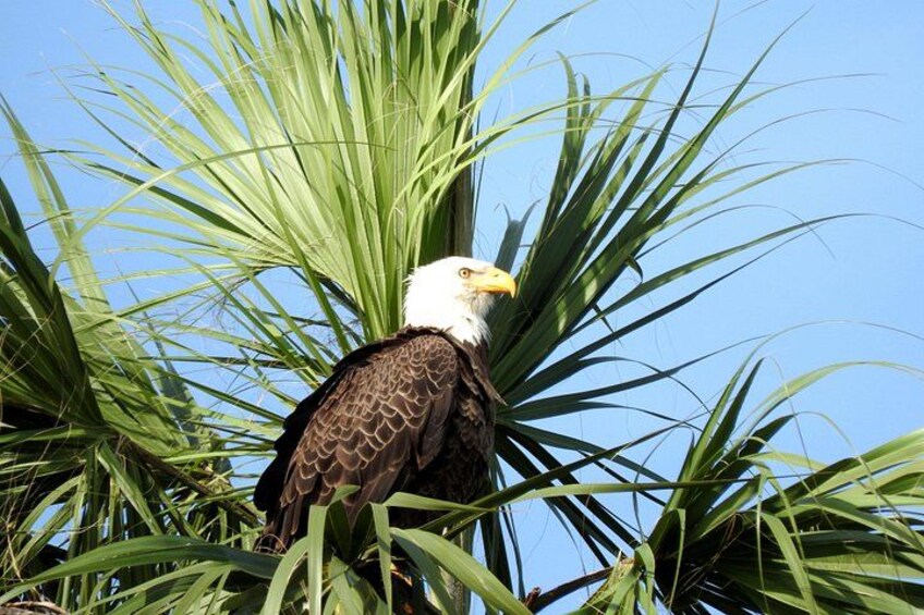 Bald Eagle 4