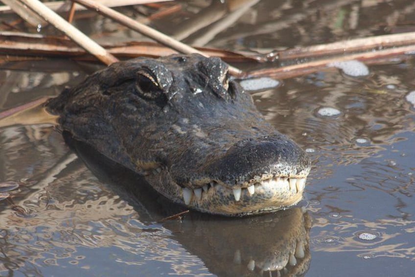 Everglades Adventure Day Trip 2
