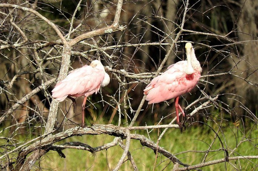 Roseate Spoonbills 3