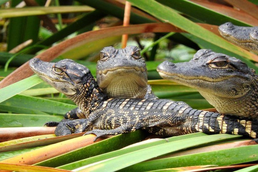 American Alligator babies 5