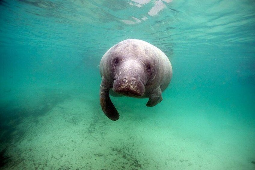 A manatee swimming underwater. 2